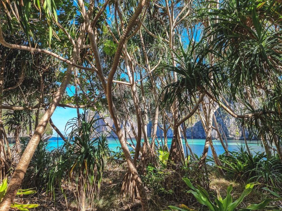 maya bay derriere vegetation excursion journee ko phi phi