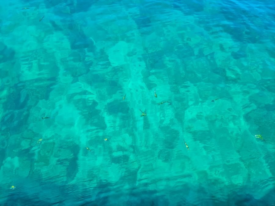 petit poissons surface snorkeling autour de ko phi phi