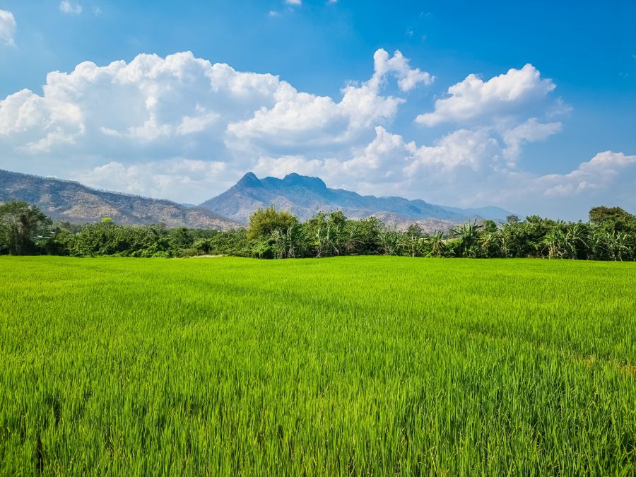 phu thap boek vu de la plaine phetchabun