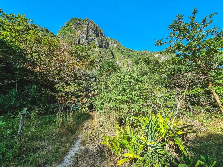 vegetation sur phi phi ley vers maya bay