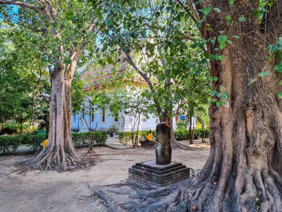 arbre et ubosot au wat mae nang pluem ayutthaya