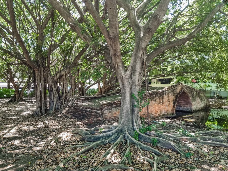 banians entourant dinso bridge parc historique ayutthaya