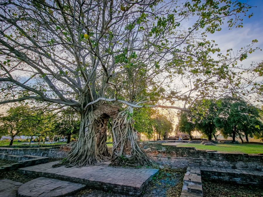 coucher de soleil au wat phra ngam ayutthaya