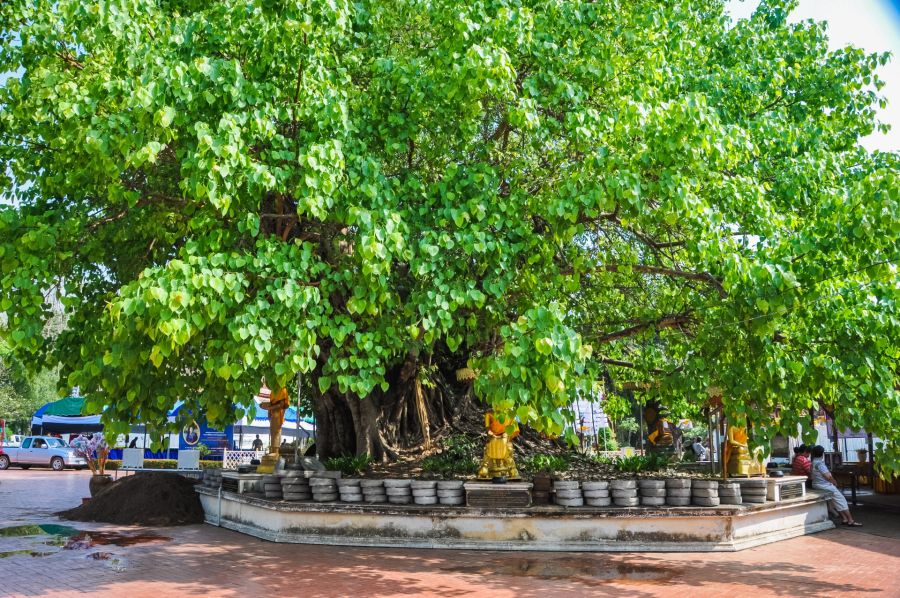 figuier des pagodes arbre bodhi devant wat phra that chae haeng nan thailande