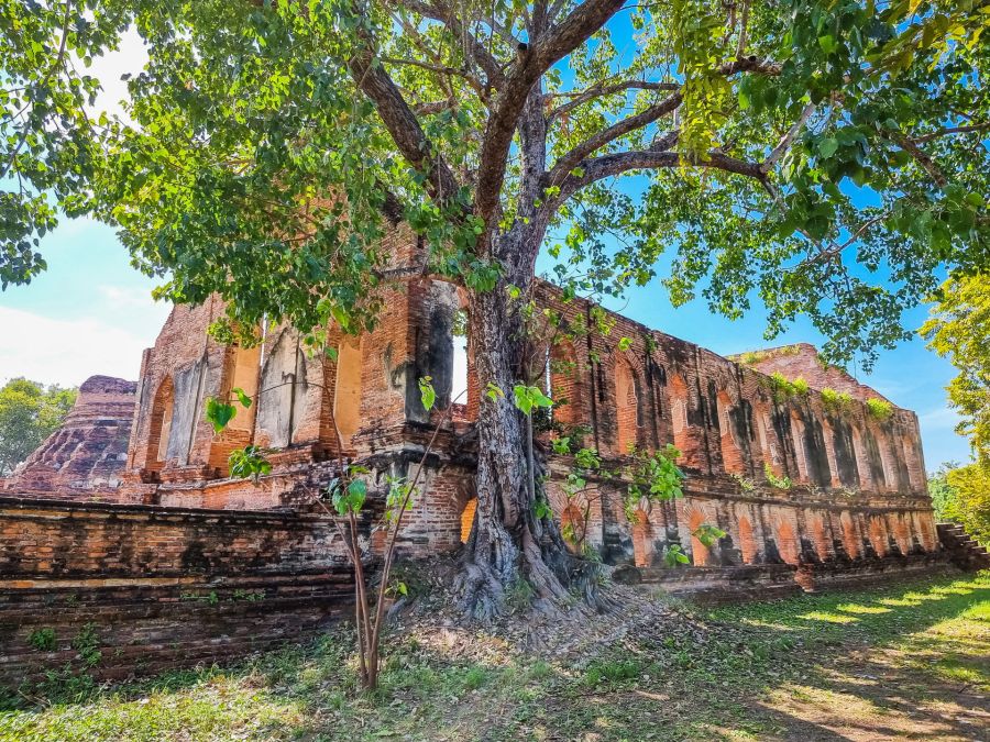 figuier des pagodes residence tamnak kammalian au wat kudi dao
