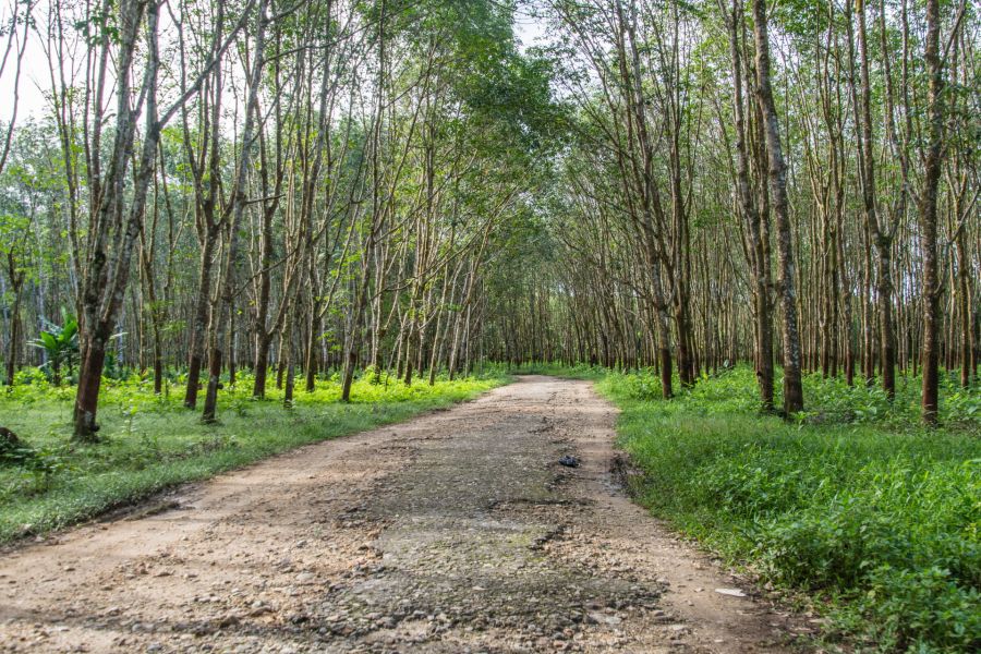 plantation heveas vers maliwan waterfall kawthaung birmanie