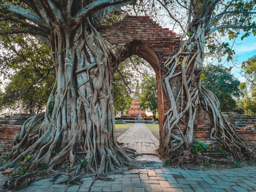 porte et racines du banian au wat phra ngam ayutthaya