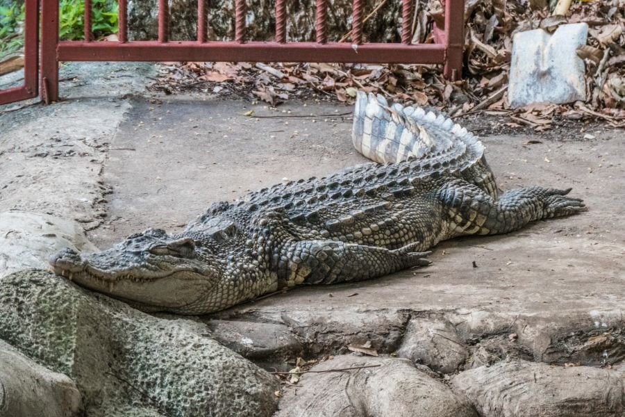 crocodile wat chakrawatrachawat woramahawihan chinatown bangkok