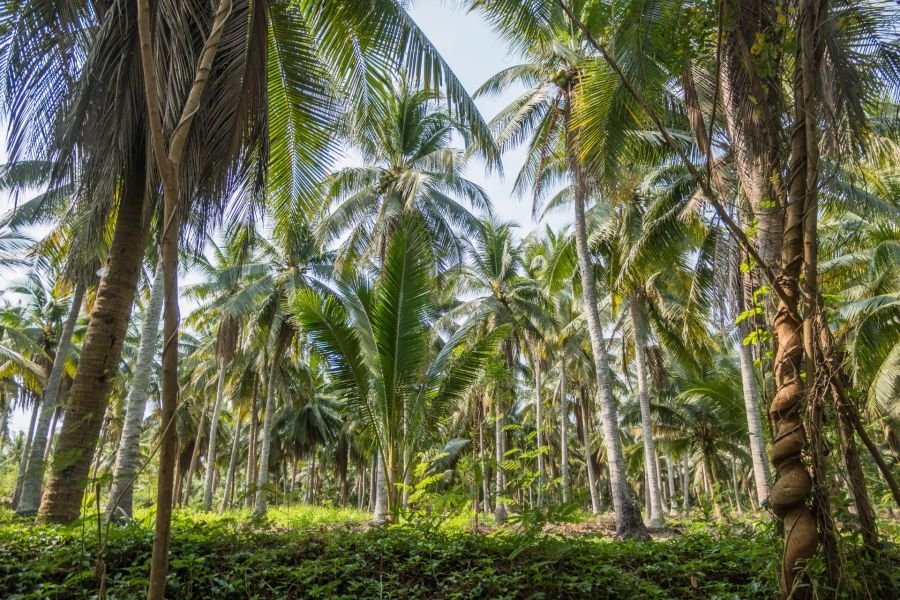 cocotiers de samut songkhram pres marché flottant de tha kha thailande