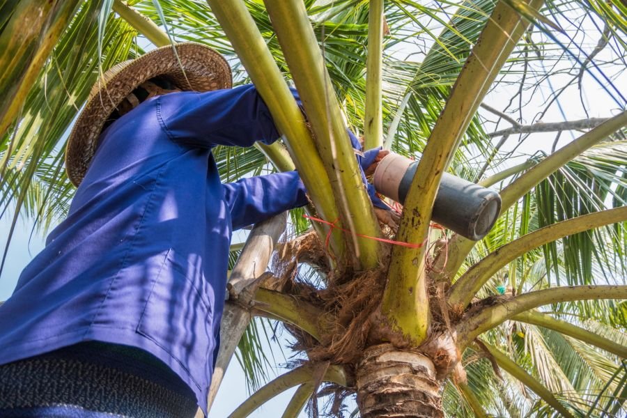 recolte seve pour sucre de palme ferme pres du marché flottant de tha kha thailande