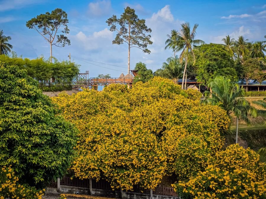 arbustre en floraison au naern thae wada viewpoint khanom