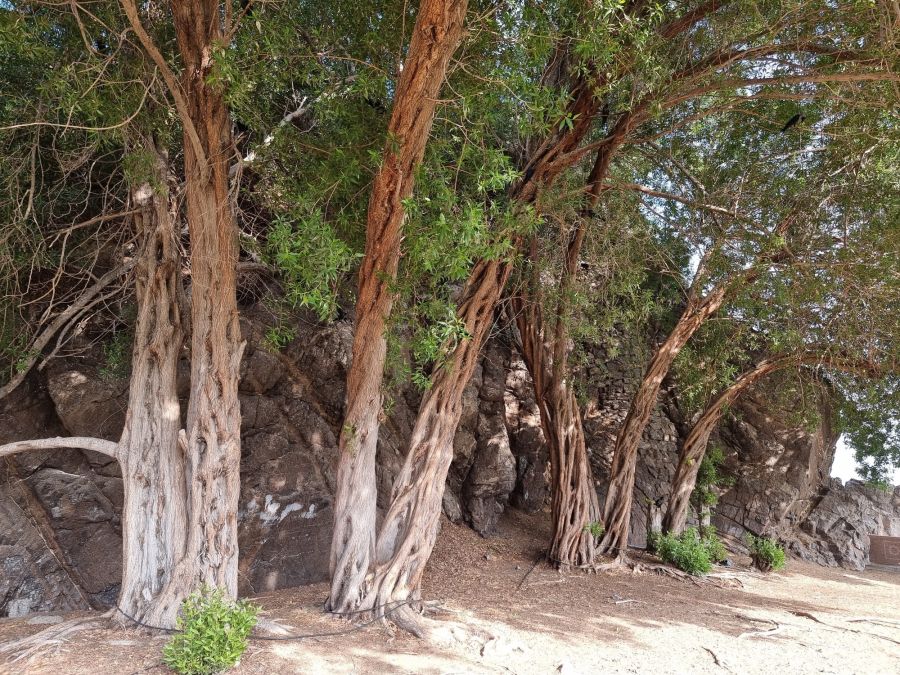 arbres au pied de mutrah hill viewpoint oman