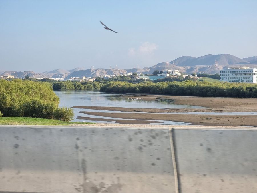 aperçu des mangroves de qurum mascate oman