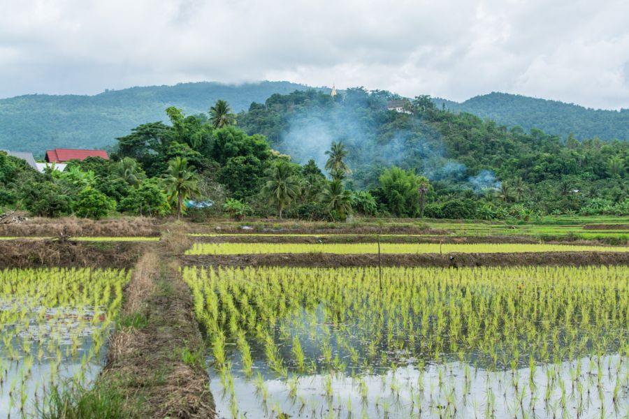 rizières a chom thong au pied du doi inthanon nord thailande