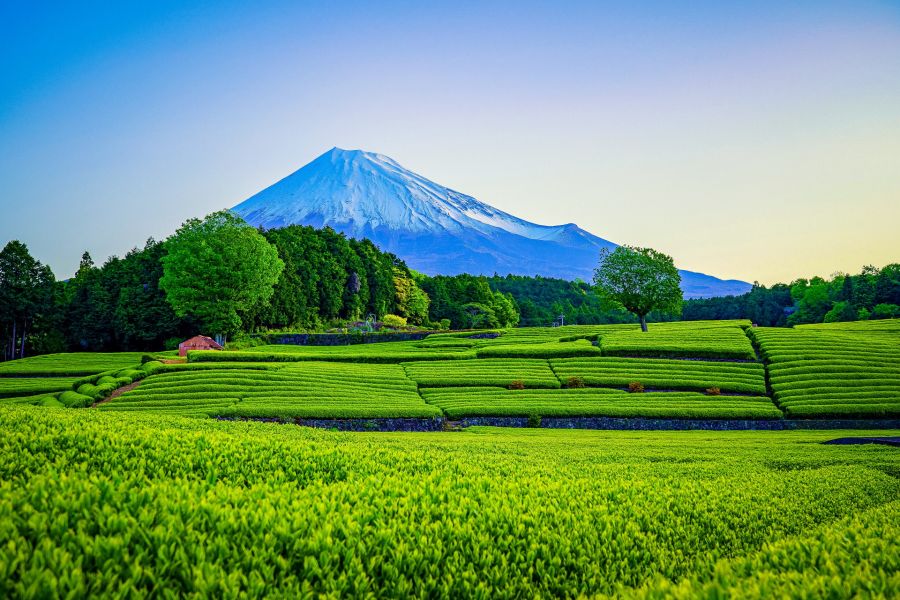 plantations the shizuoka mont fuji japon