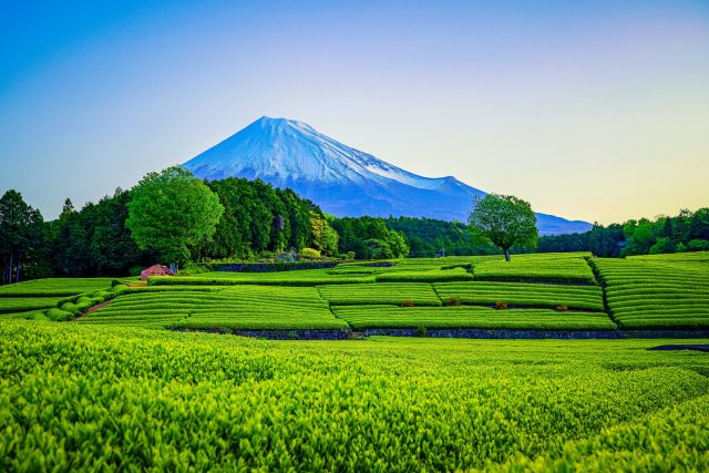 plantations the shizuoka mont fuji japon