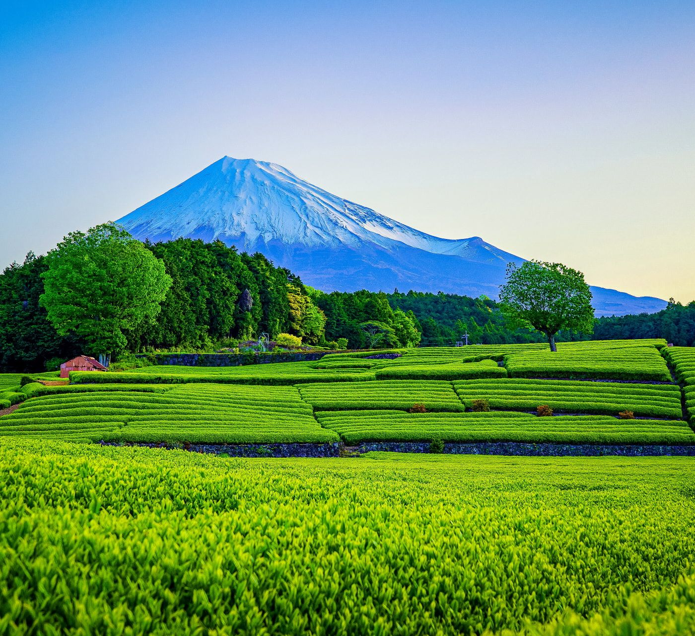 Voyage au Japon : les meilleures régions de thé à visiter