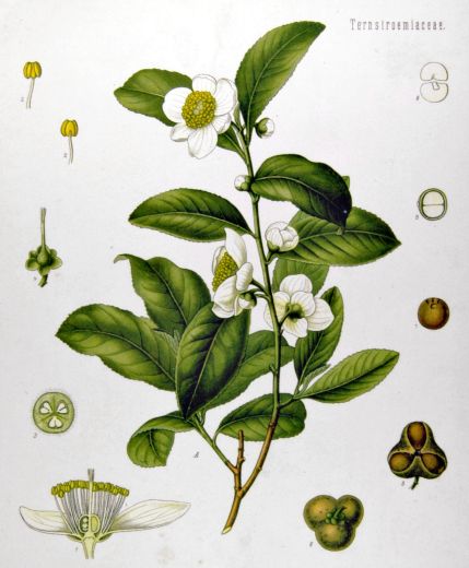 Planche botanique de théier aux fleurs blanches