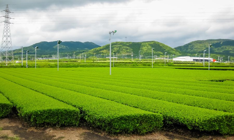 Plantation de thé verdoyante au pied de collines boisées