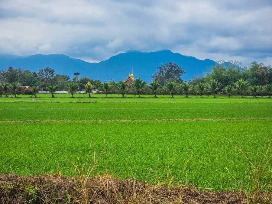 paysage près de mae sai triangle dor thailande